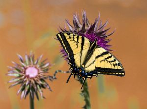 Wester Tiger Swallowtail